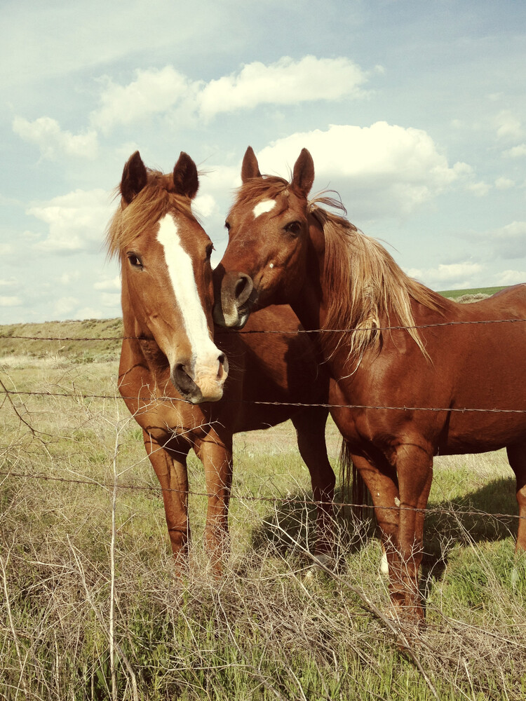 Horse Affection - fotokunst von Kevin Russ