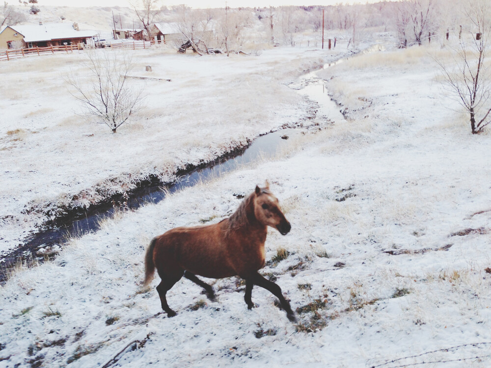 Winter Farm Horse - fotokunst von Kevin Russ