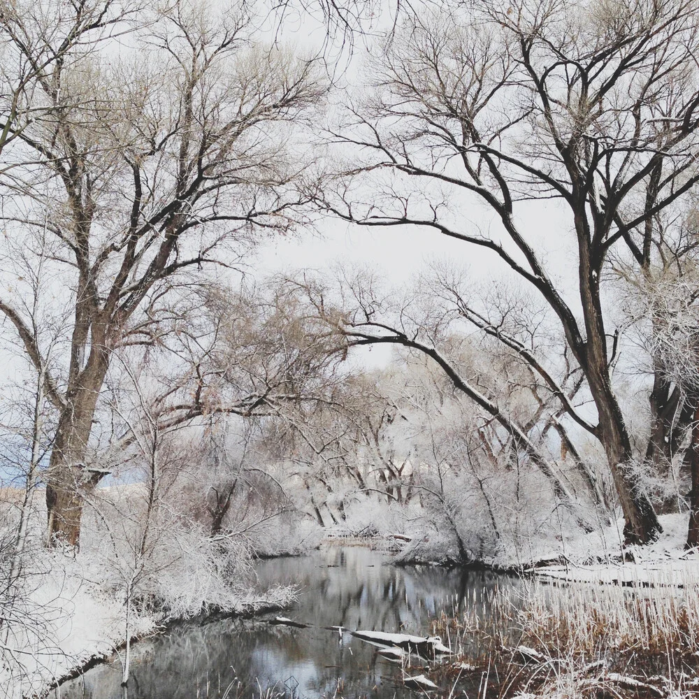 Winter Canopy - Fineart photography by Kevin Russ