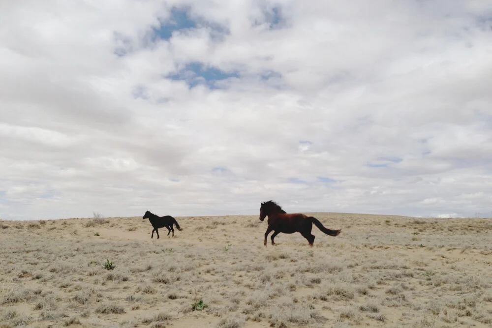 Wild Horses Running in Field - fotokunst von Kevin Russ