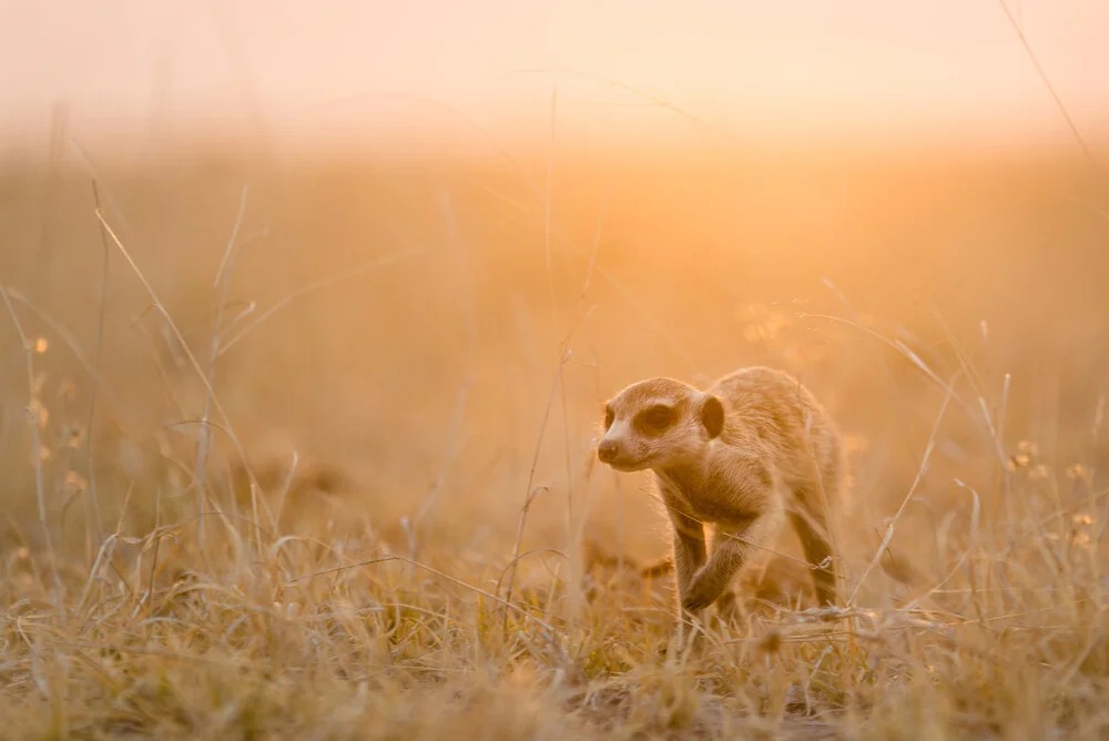 Erdmännchen im Sonnenuntergang auf den Makgadikgadi Pfannen - fotokunst von Dennis Wehrmann