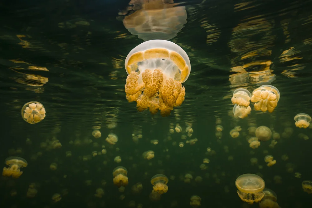 Jellyfish Lake - fotokunst von Boris Buschardt