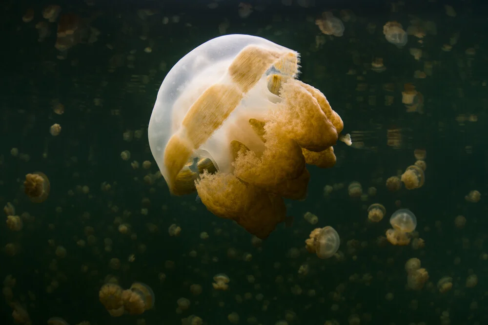 Jellyfish Lake - Fineart photography by Boris Buschardt