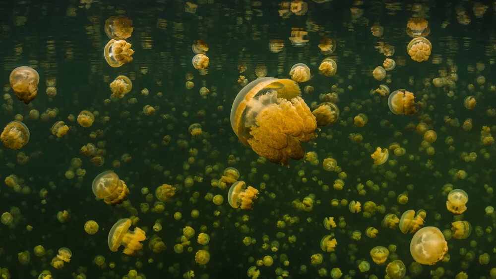 Jellyfish Lake - fotokunst von Boris Buschardt