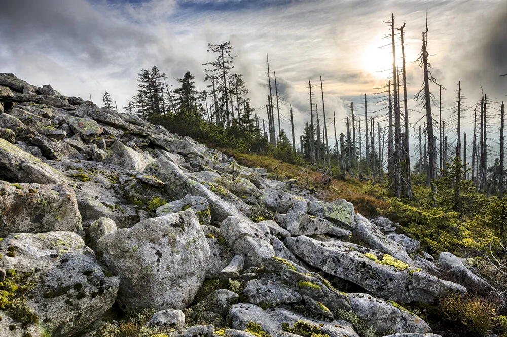 Auf dem Lusen im Bayerischen Wald - fotokunst von Stefan Schurr