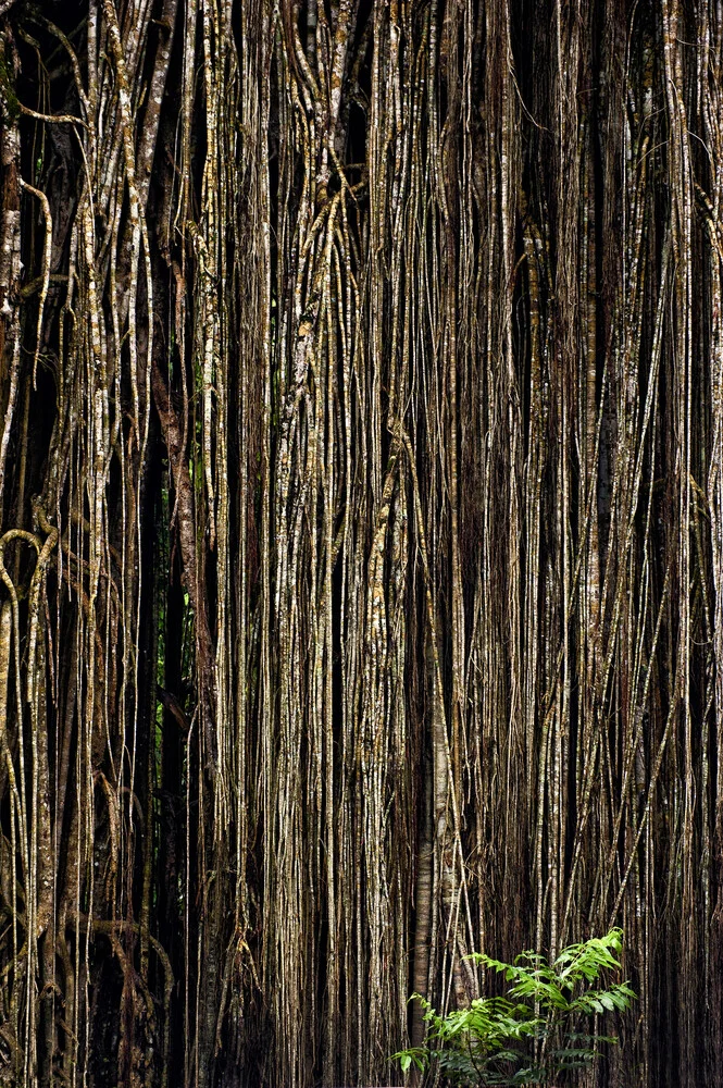 Cathedral fig tree at Lake Eacham - Australia - Fineart photography by Franzel Drepper