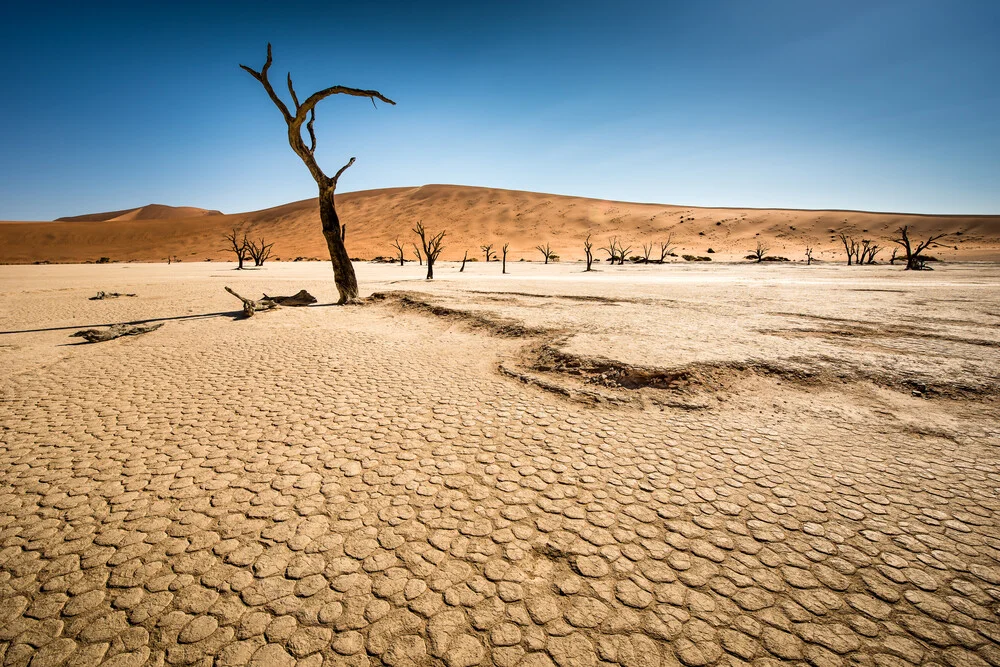 Dead Trees in Dead Vlei #01 - Fineart photography by Michael Stein