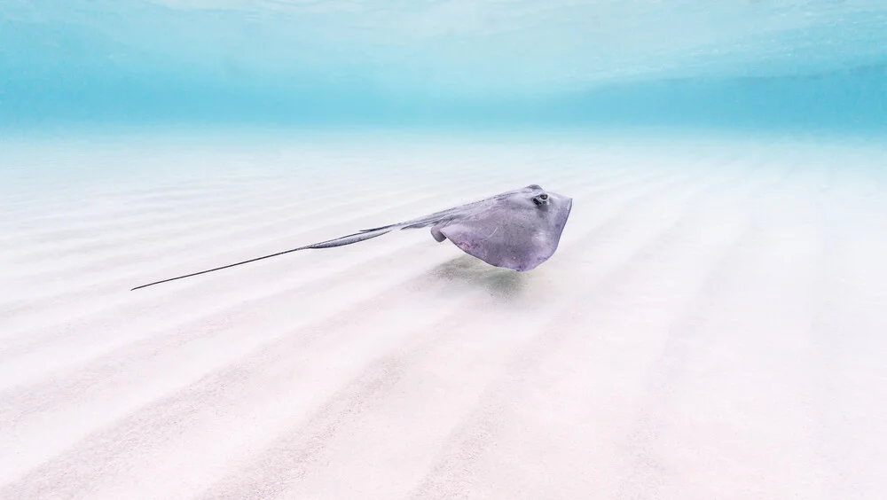 Stingray - fotokunst von Boris Buschardt