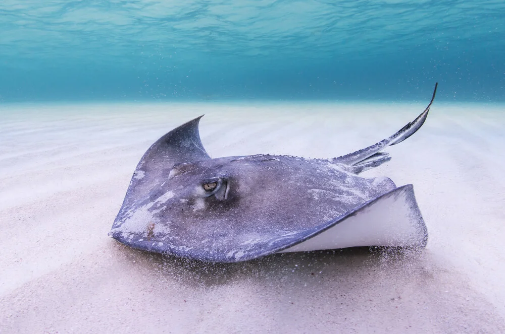 Stingray - fotokunst von Boris Buschardt