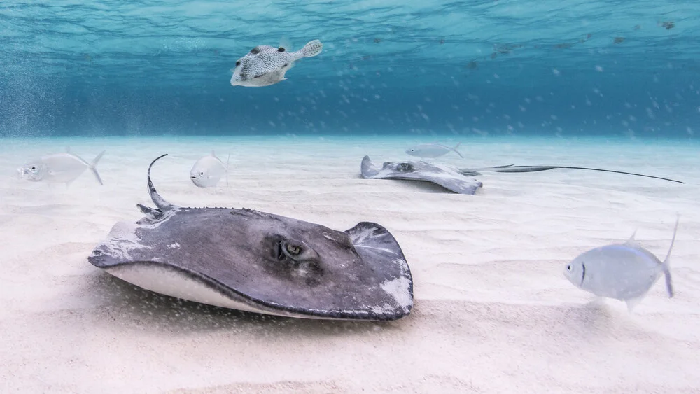 Stingray - Fineart photography by Boris Buschardt