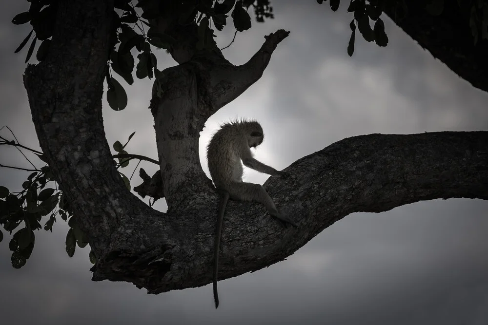 Baboon Yoga - Fineart photography by Marc Rasmus