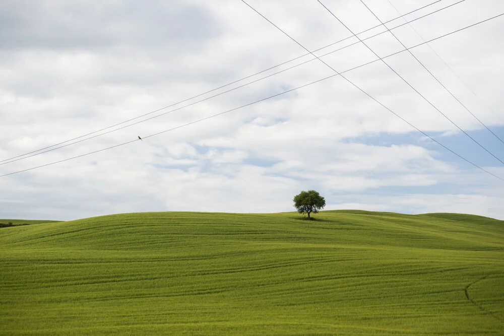 Toskana #2 - fotokunst von Daniel Schoenen