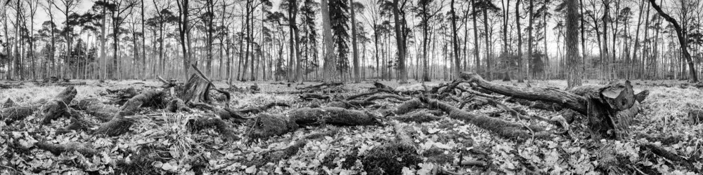 Unterholz - fotokunst von Jan Benz