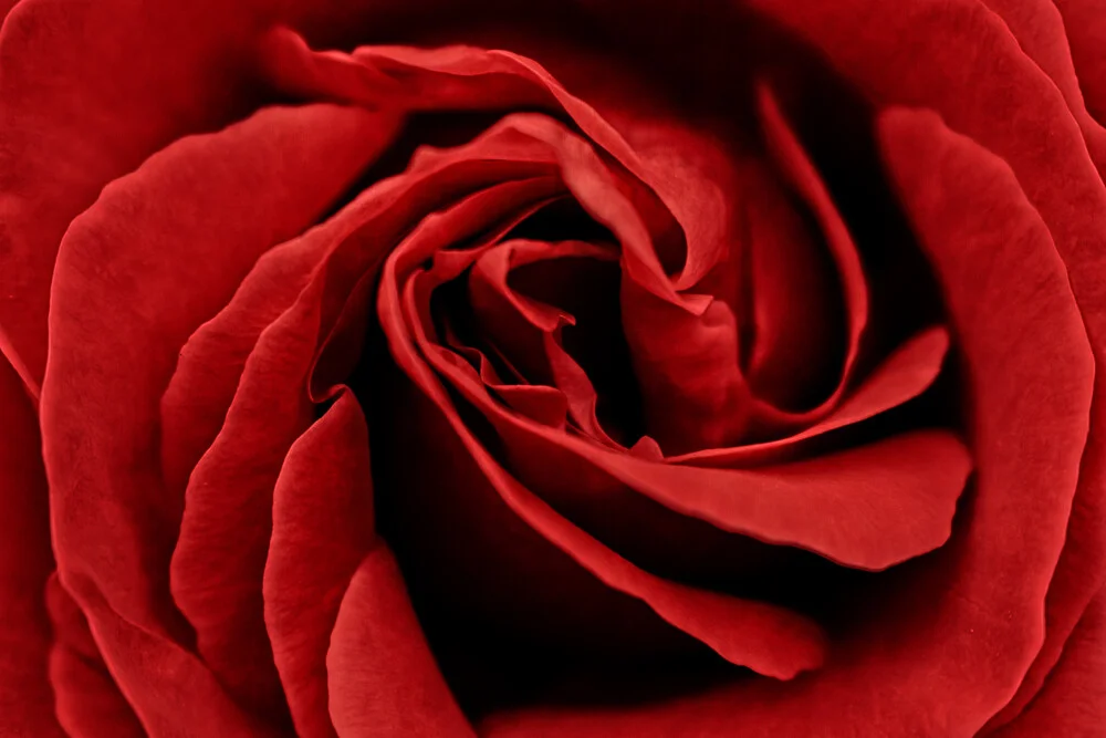 red rose - fotokunst von Anja Ott