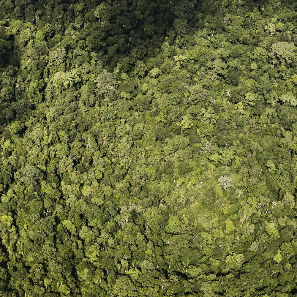 Rainforest - fotokunst von Jonas Bach