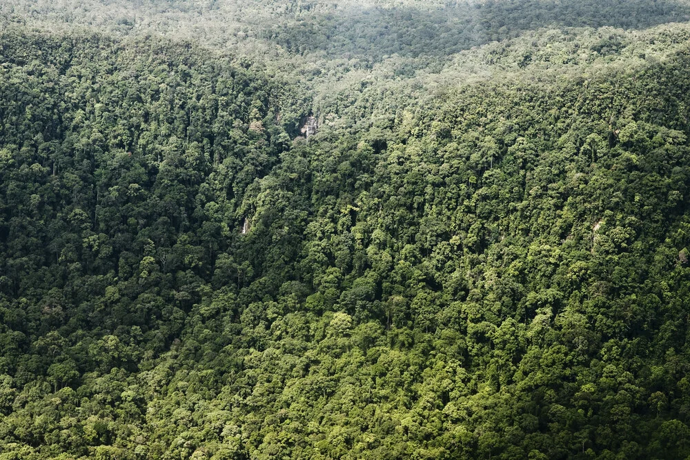 Rainforest II - fotokunst von Jonas Bach