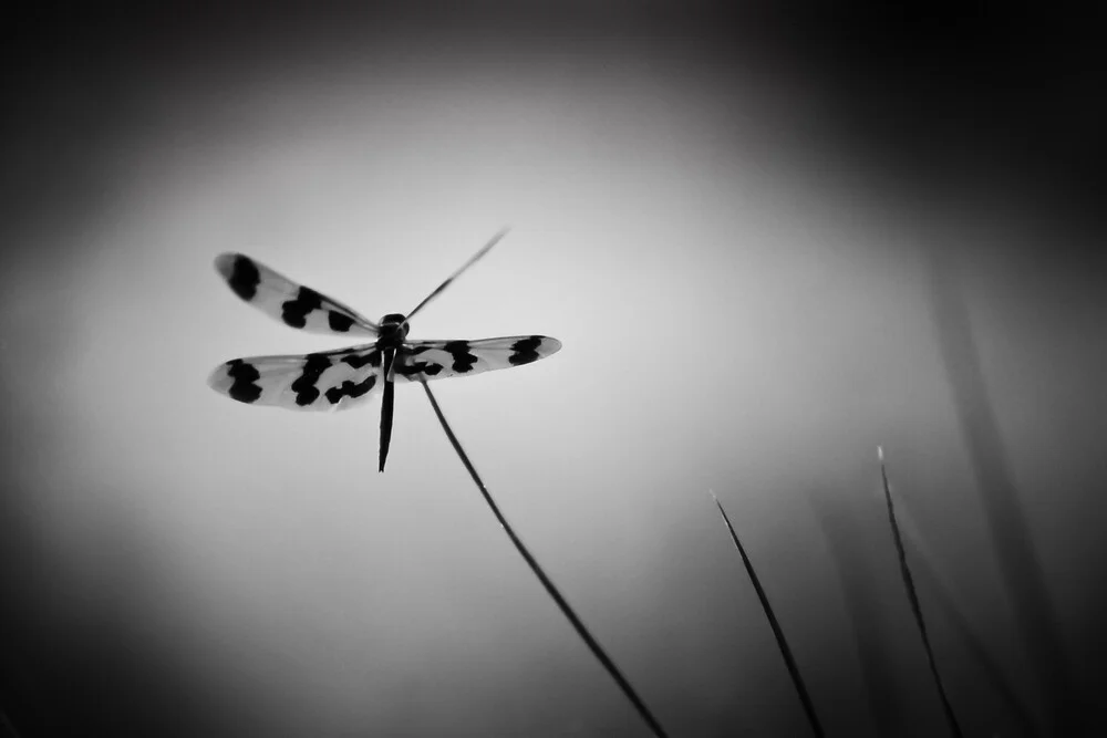 green - fotokunst von Hannes Ka