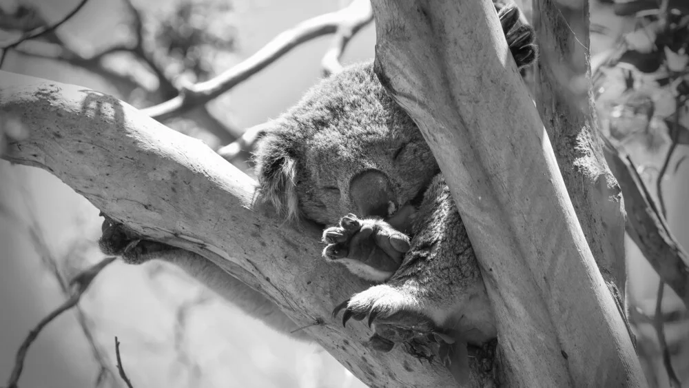 afternoon rest - fotokunst von Manuel Kürschner