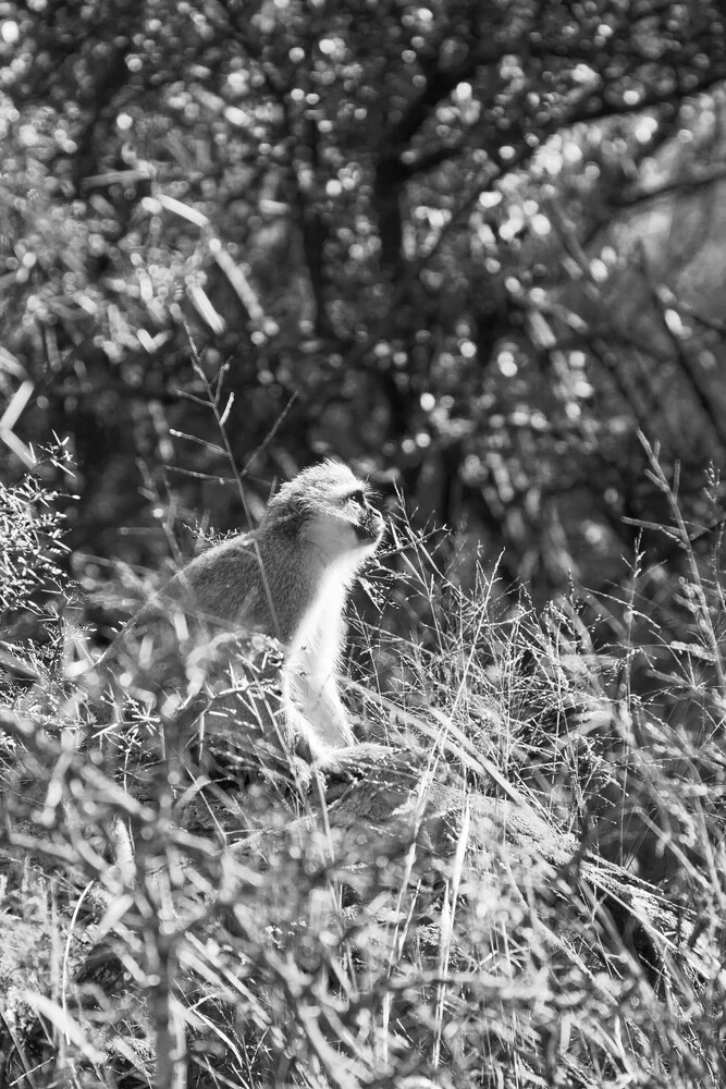 Vervet monkey - Fineart photography by Eva Stadler