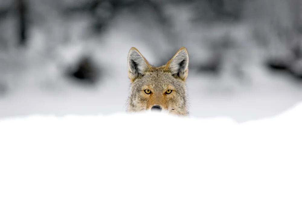 Eye to eye - fotokunst von Simone Sbaraglia