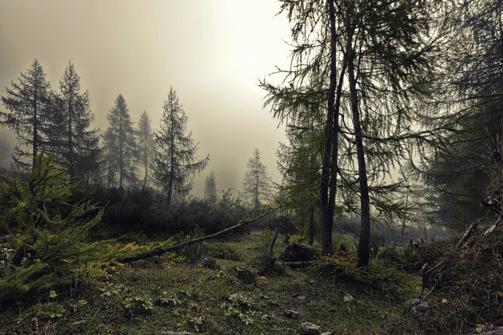 A mystical forest with fog and shining behind trees - fotokunst von Markus Schieder