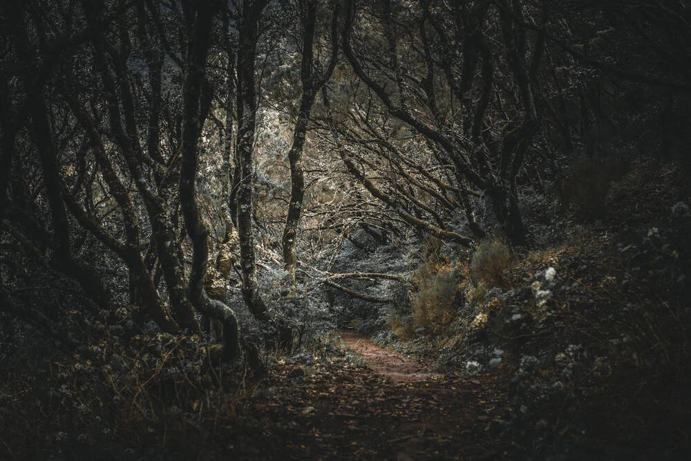 Madeira - Geisterwald - fotokunst von Jean Claude Castor