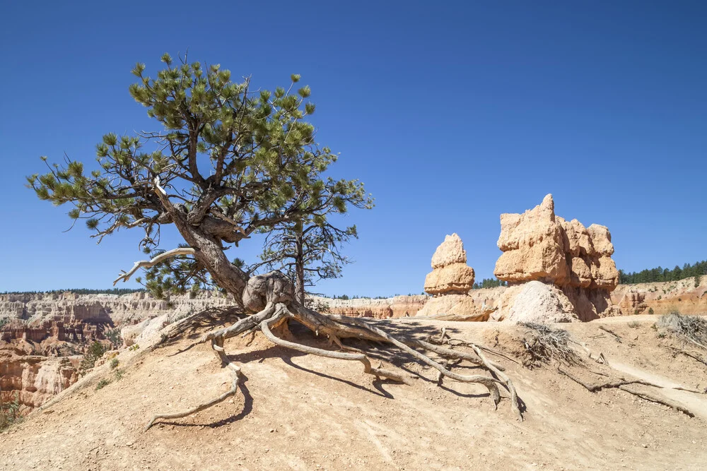 BRYCE CANYON & Old Tree - Fineart photography by Melanie Viola