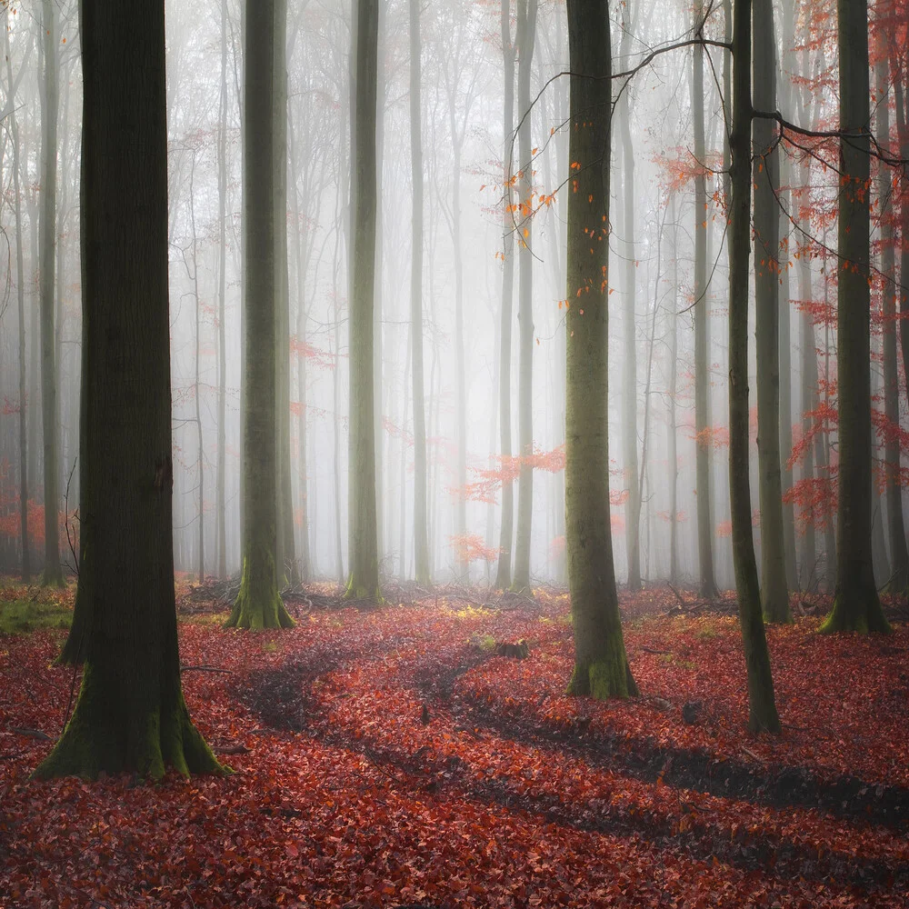 Tracks - Fineart photography by Carsten Meyerdierks