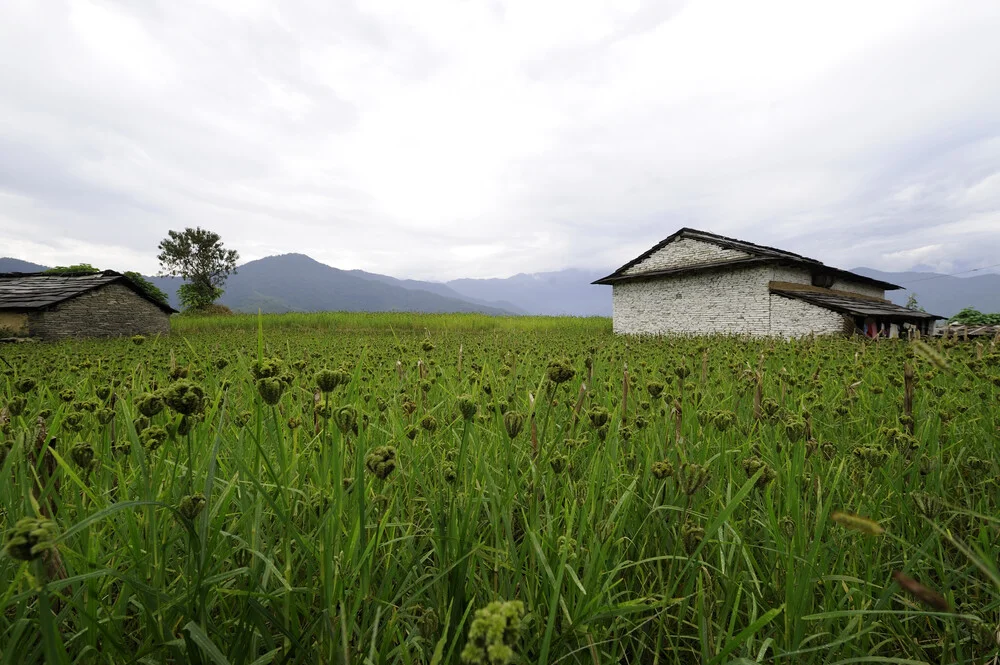 Hirse Feld - fotokunst von Markus Hertrich