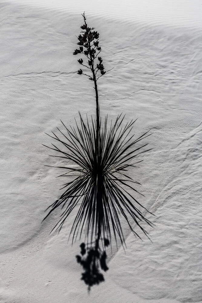 White Sands Flower - Fineart photography by Marc Rasmus