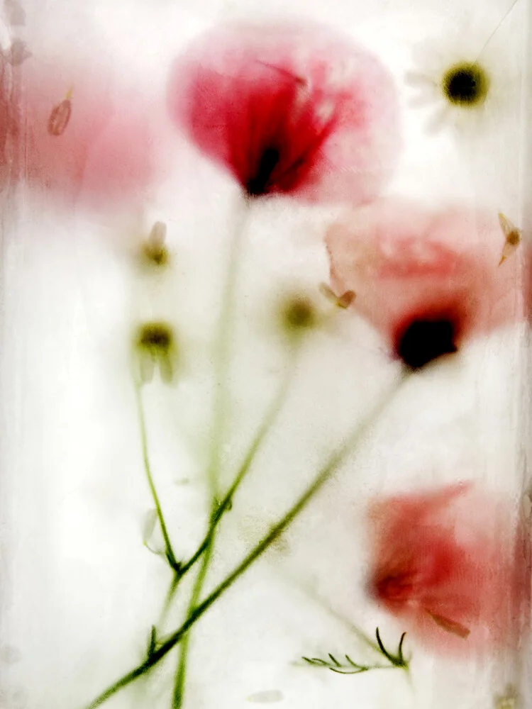 la fleur congelée # 05 Photocircle Ed. - fotokunst von Daniel Theus