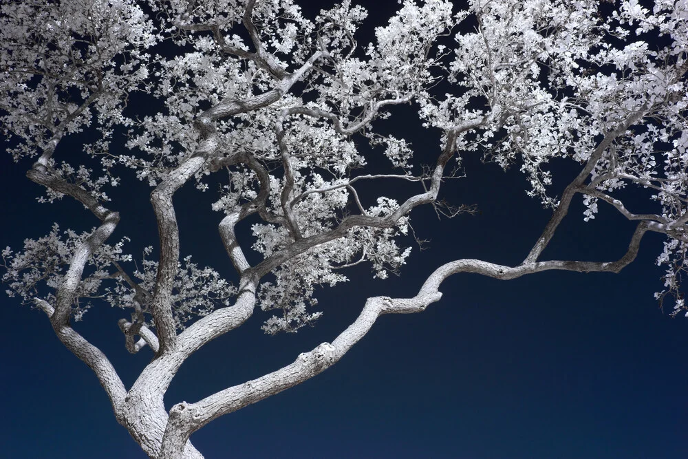 Bonsai - fotokunst von Holger Nimtz