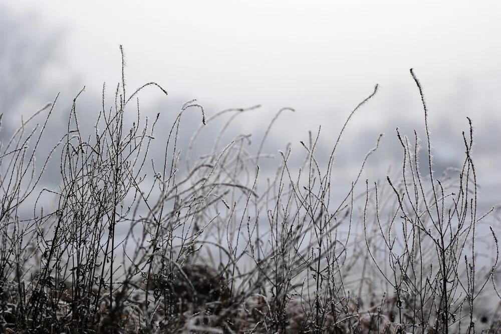 wintergrass - Fineart photography by Renee Del Missier