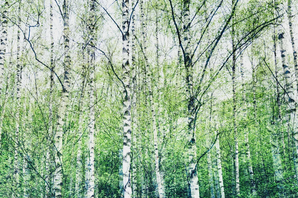 birch forest - Fineart photography by Nadja Jacke
