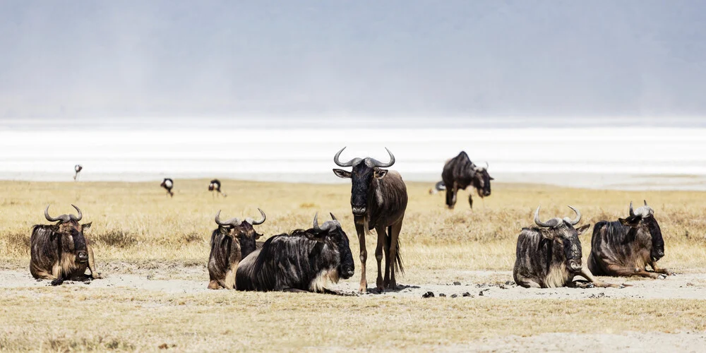 Gnus - fotokunst von Renee Del Missier