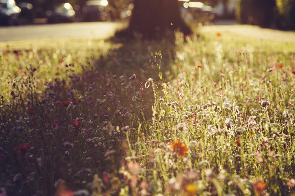 Blumenwiese im Sonnenuntergang - fotokunst von Nadja Jacke