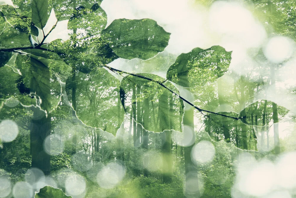Wald - fotokunst von Nadja Jacke