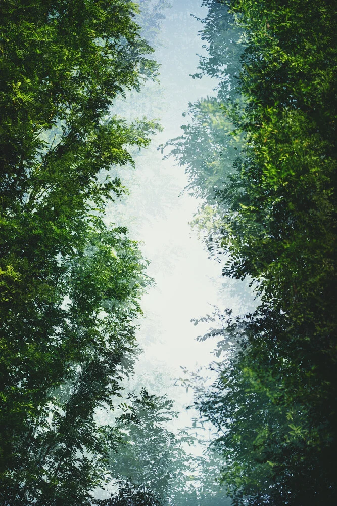 Bäume und blauer Himmel - fotokunst von Nadja Jacke