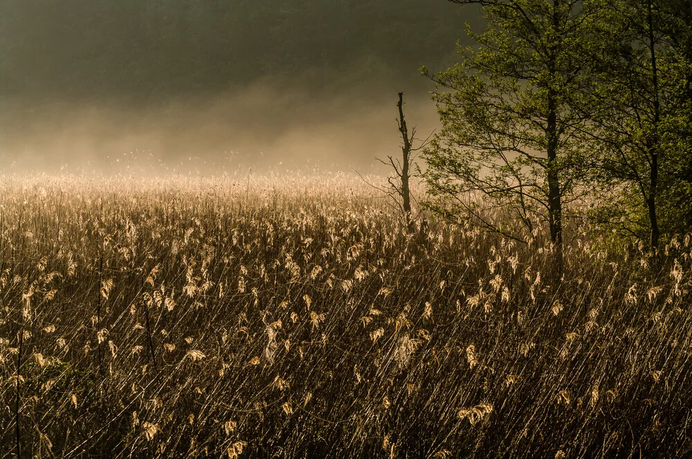 Schilf im Nebel - fotokunst von Ralf Germer