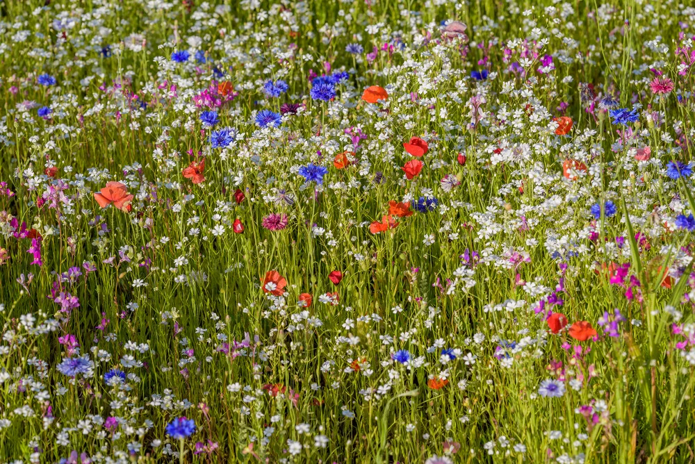 Blütenzauber - Fineart photography by Ralf Germer