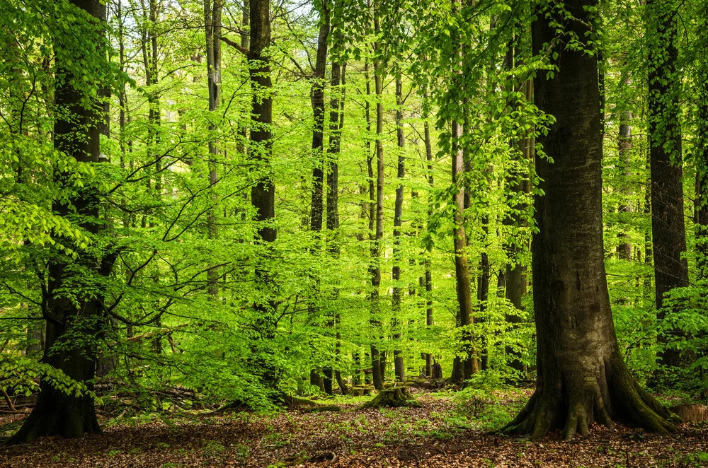 Spessart - fotokunst von Heiko Gerlicher