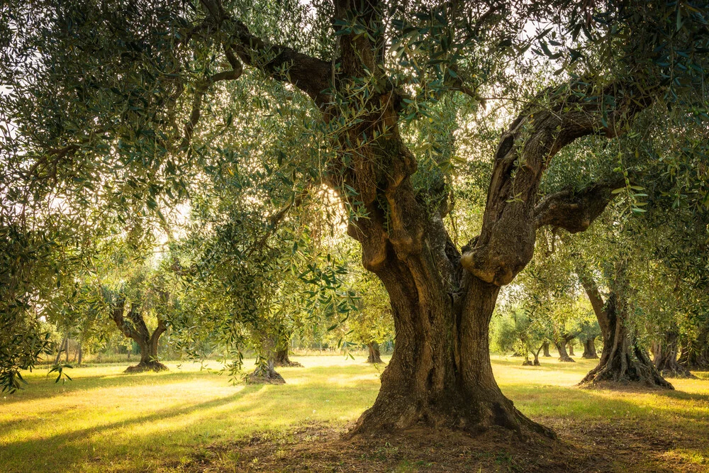 Olivenhain - fotokunst von Heiko Gerlicher