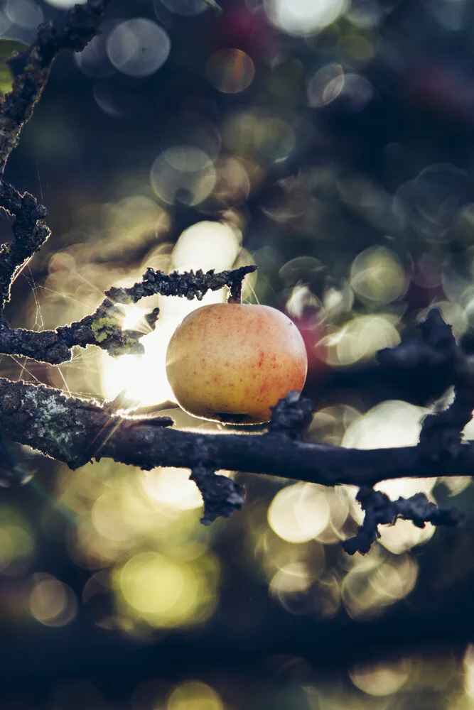 Apfel am Apfelbaum im Sonnenlicht - Gegenlicht - fotokunst von Nadja Jacke