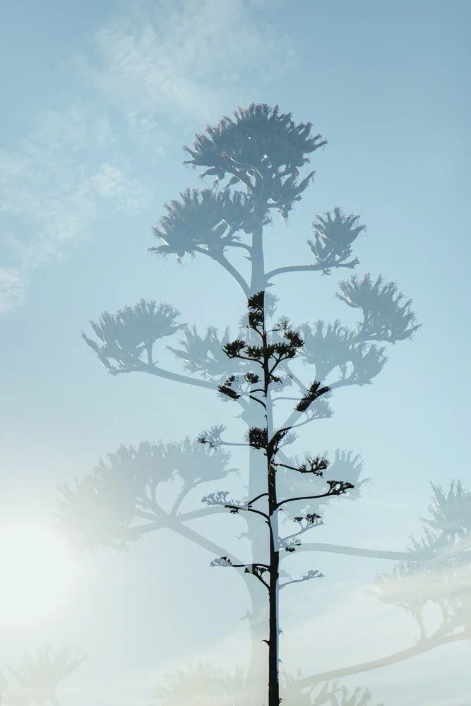 Blüte der Agave vor blauem Himmel - Doppelbelichtung - fotokunst von Nadja Jacke