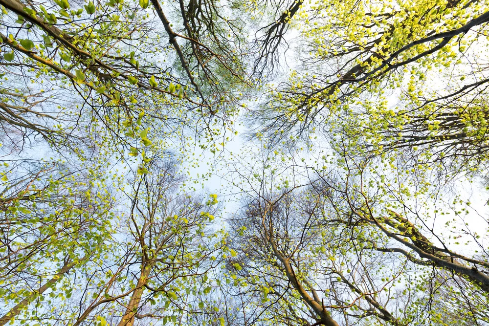 Erwachen der Buchen - fotokunst von Florian Nessler