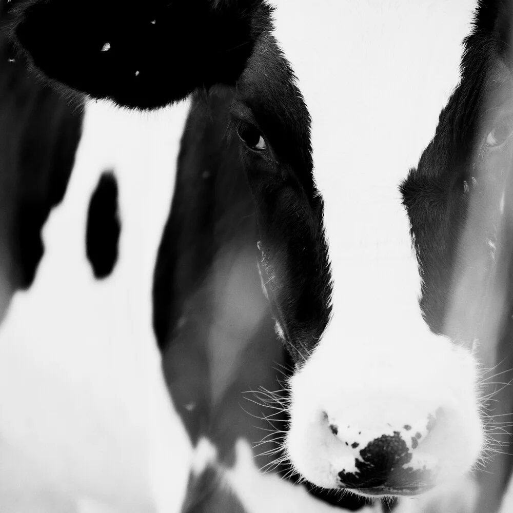 Kuh im Quadrat - fotokunst von Nadja Jacke