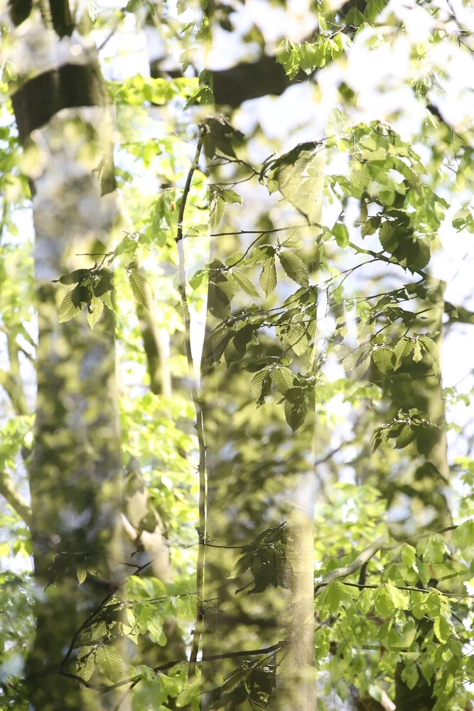 Wald - fotokunst von Rolf Bökemeier