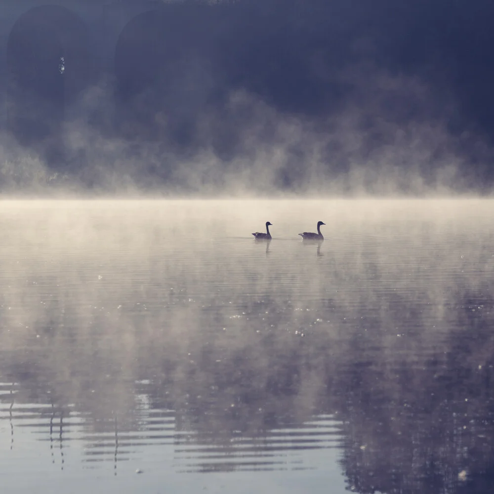 2 Gänse auf einem See mit morgendlichem Nebel - fotokunst von Nadja Jacke