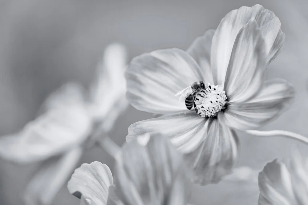 Last Blossom - fotokunst von Ralf Gromann