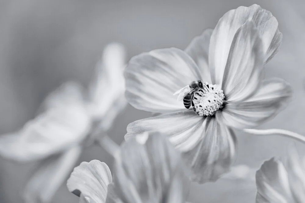 Last Blossom - Fineart photography by Ralf Gromann